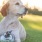 Lifestyle photo of a dog and a cat lying in the grass