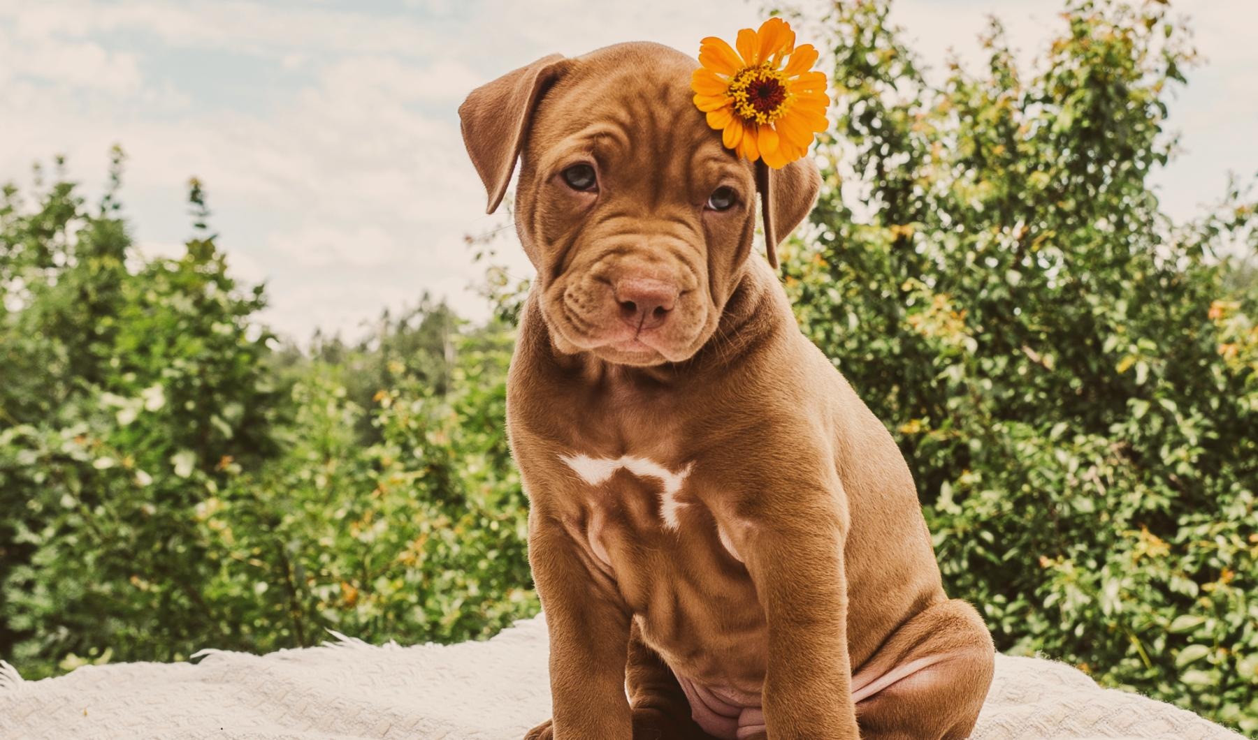 We're a pet-friendly community Lifestyle photo of puppy with a flower in its hair