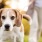 Lifestyle photo of a dog standing in grass
